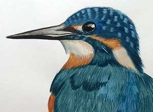 Kingfisher - Watercolor Painting
