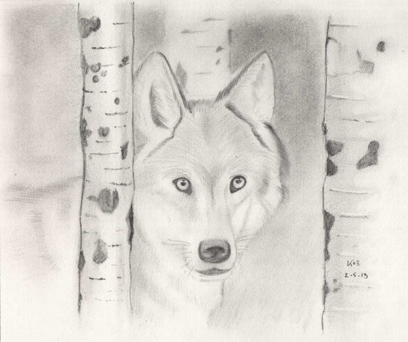  Wolf Pencil Sketch - Sunil Kothari (KoE)